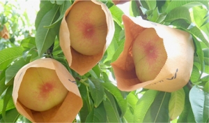 岡山産の桃