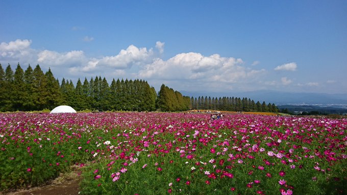 生駒高原のコスモス