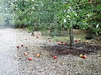 竹葉新葉亭のリンゴの木